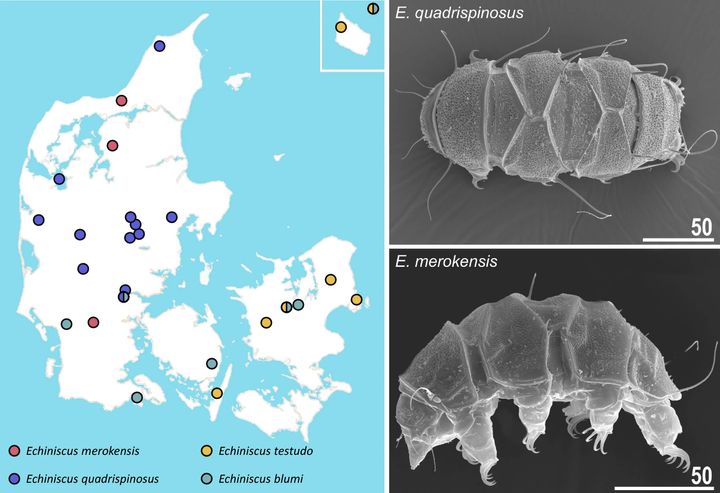 Et%20eksempel%20p%E5%20biogeografisk%20regionalisering%20i%20den%20danske%20fauna%3A%20sl%E6gten%20Echiniscus.