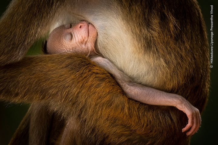 En ung Sri Lanka-makak sover i en voksen makaks arme.