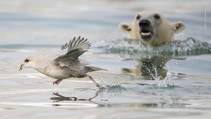 En isbjørneunge forsøger et overraskelsesangreb på en mallemuk i ø-havet ud for Svalbard i Norge.