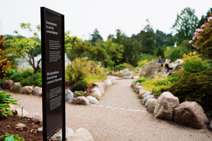 Skilt%20i%20Rododendron-kvarteret%20i%20Botanisk%20Have.