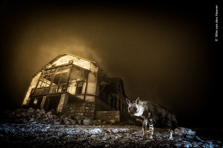 © Wim van den Heever, courtesy Wildlife Photographer of the Year