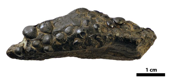 En%20del%20af%20en%20k%E6be%20fra%20en%20hav%F8gle%20med%20knappeformede%20t%E6nder.