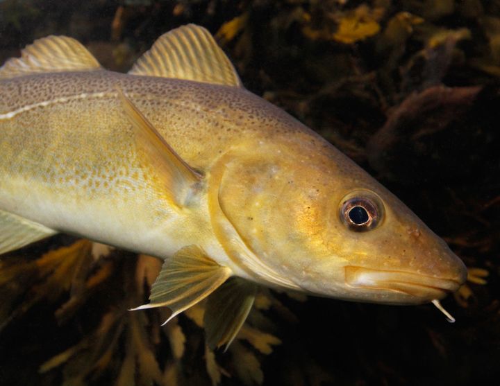 Torsken er en af de arter, der er under pres i vores havområder.