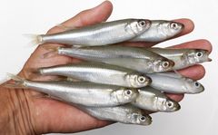 Indtil for ganske få år siden var stribefisken meget sjælden i Danmark. Nu er den en almindelig kystfisk.