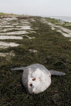 Klumpfisken er en varmekrævende art, der oftest registreres, når den findes død af kulde på strandene i november-januar.