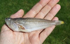 Den lille fjæsing er en giftig fisk, der har spredt sig meget som følge af bl.a. stigende havtemperaturer.