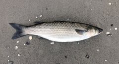 Den tyndlæbede multe er en naturlig gæst fra sydligere himmelstrøg, der er blevet meget mere almindelig som følge af bl.a. stigende havtemperaturer.