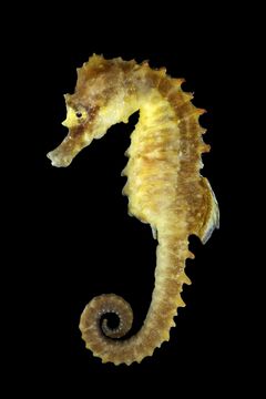 Der er ikke mange mennesker, der ved, at der er søheste i havet omkring Danmark, men der findes faktisk to arter, og de er blevet mere almindelige i de seneste år.