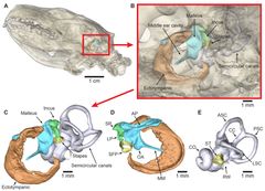 Billederne viser den 3D-model, som mikro-CT-scanningerne skabte af pindsvinets indre øre og mellemøre