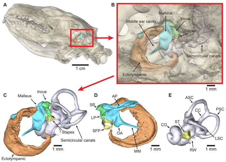 Billederne%20viser%20den%203D-model%2C%20som%20mikro-CT-scanningerne%20skabte%20af%20pindsvinets%20indre%20%F8re%20og%20mellem%F8re