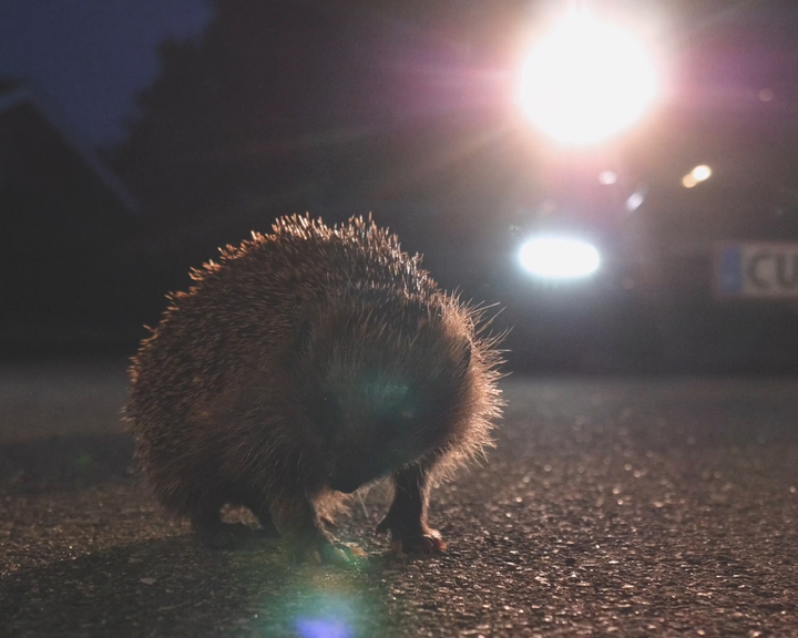 Pindsvind om natten foran en bil med tændte lygter