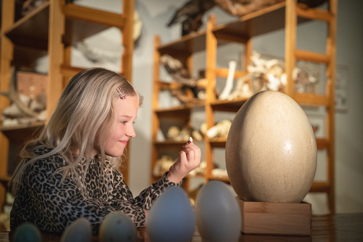 Pige kigger på æg i museets Naturhistoriske Værksted