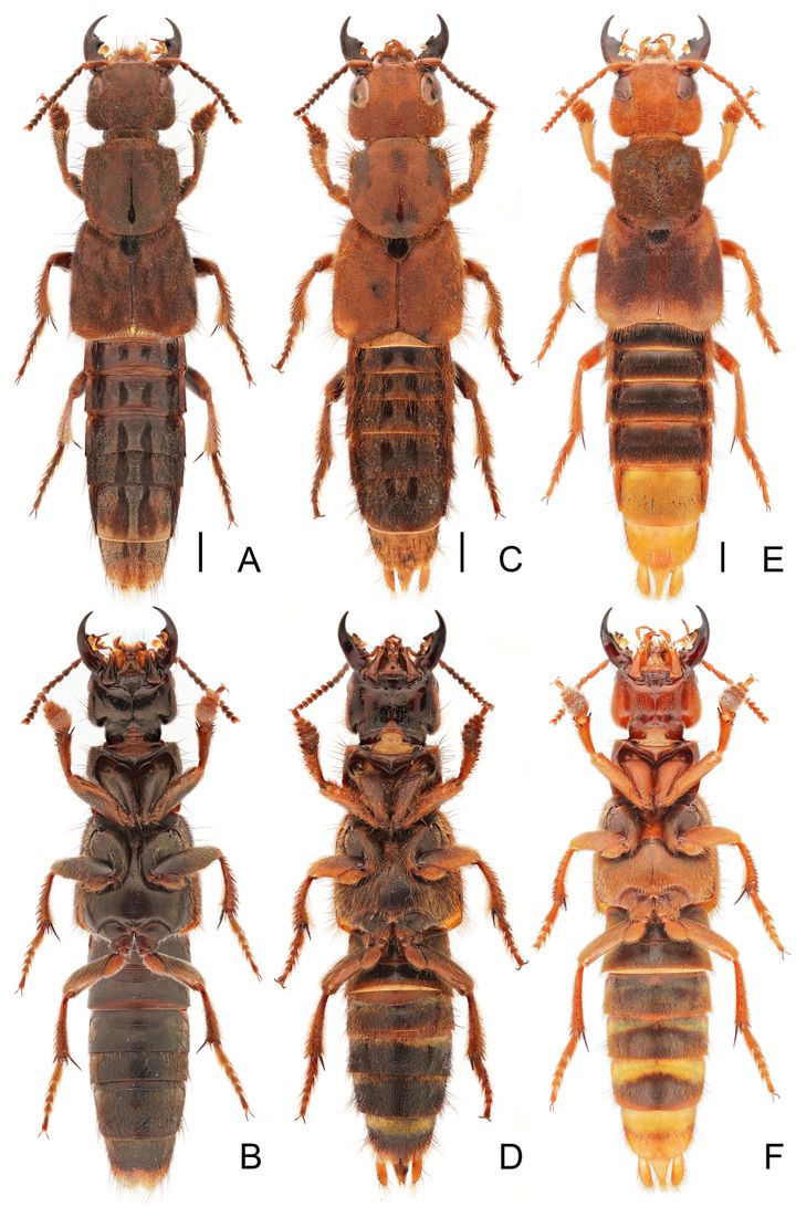 Sammenligning%20af%20to%20nyopdagede%20Platydracus%20-arter%20og%20en%20man%20p%E5%20forh%E5nd%20kendte%20til.