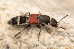 Platydracus collaris, en rovbilleart.