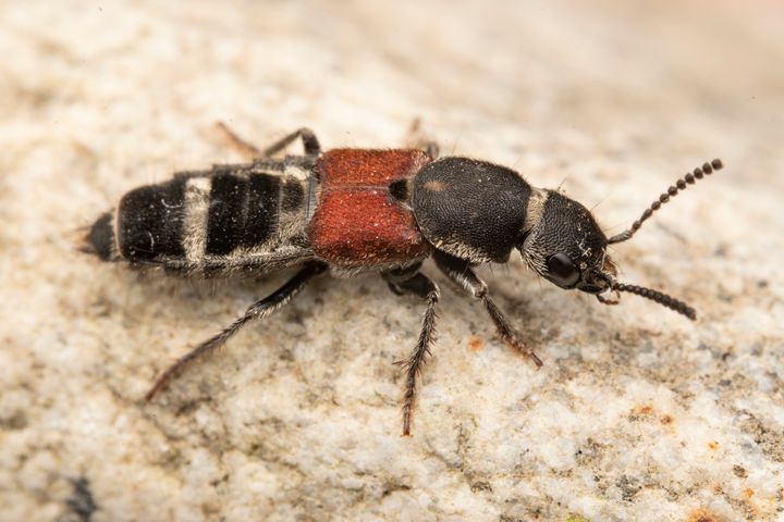 Platydracus collaris, en rovbilleart.