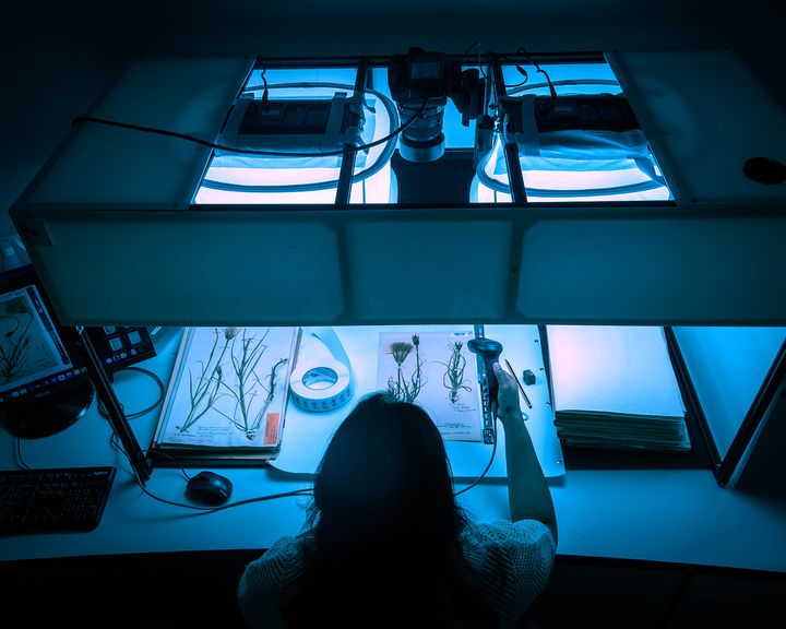 Digitalisering af plantehebarie