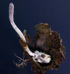 Den nyopdagede svamp, Purpureocillium atlanticum.