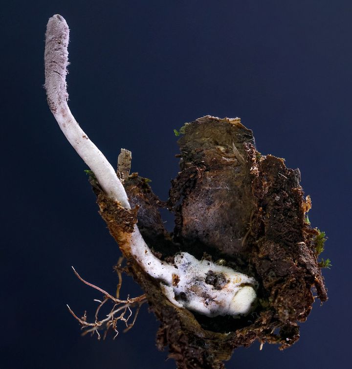 Den nyopdagede svamp, Purpureocillium atlanticum.