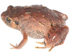 Rhombophryne mavokely, en af de nybeskrevne arter af diamantfrøer fra Madagaskar.