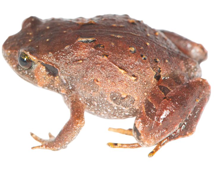 Rhombophryne mavokely, en af de nybeskrevne arter af diamantfrøer fra Madagaskar.