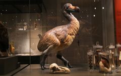 Model af den uddøde dronte ved siden af en afstøbning af kraniet udstillet på Statens Naturhistoriske Museum.