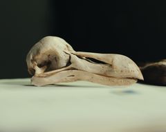Dronte-kraniet, som er bevaret i Statens Naturhistoriske Museums samling.