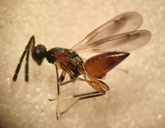 Hemiptarsenus ornatus der for første gang er registreret i Danmark.