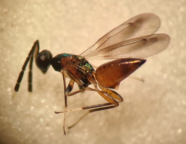 Hemiptarsenus ornatus der for første gang er registreret i Danmark.