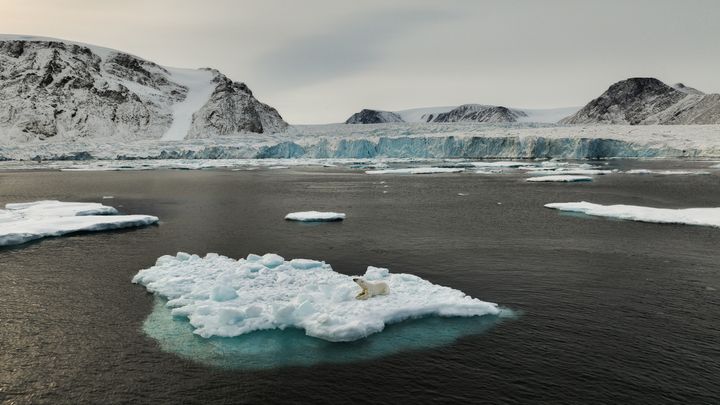 ”Vi ser en foruroligende kobling mellem bestandsnedgang og miljøændringer. En forholdsvis lille forøgelse af temperaturen i vandet, og lille reduktion i mængden af havis, resulterer nemlig i en ret voldsom bestandsnedgang hos isbjørnen. Forholdet ikke er lineært,” siger Eline Lorenzen. Foto: ’Daniel Amirault – Amundsen Science.