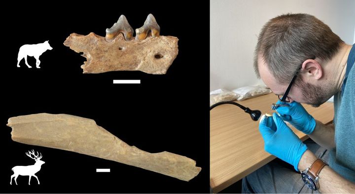 Analyse af over 1000 dyreknogler fra Ranis viste, at tidlige Homo sapiens behandlede kadaverne af hjorte, men også af kødædende dyr, herunder ulv. Foto: Geoff M. Smith