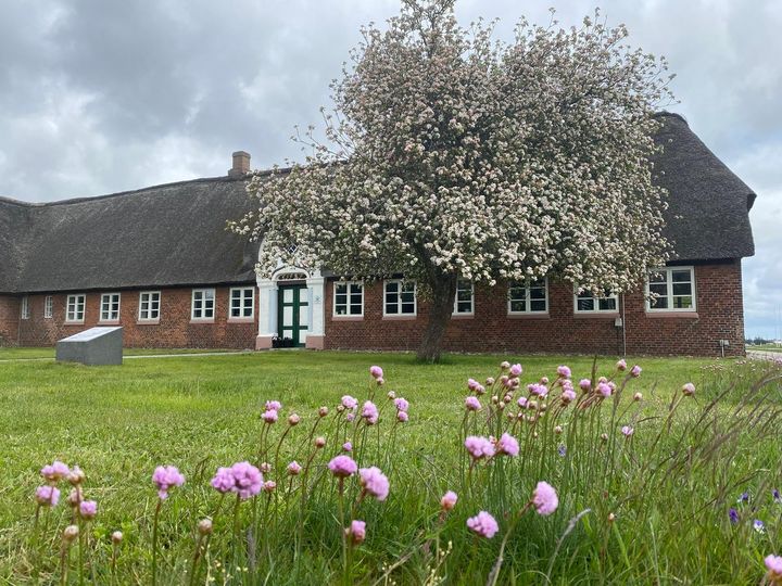 Gammelt, stråtækt bondehus med hvidblomstrende træ og lyserøde blomster i forgrunden.