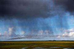 En flok fugle flyver over en grøn eng under en mørk, dramatisk himmel.