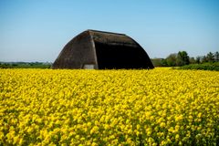 Stråtækt bygning omgivet af en mark med gule blomster under en klar blå himmel.