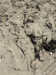 Olieklumper spredt på sandet strand.