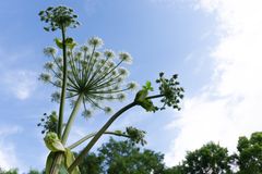 Billede af en Kæmpebjørneklo-plante mod en blå himmel.