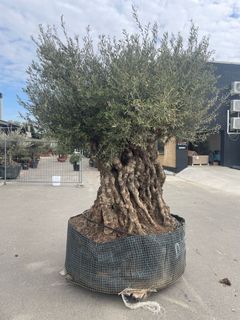 Nok Danmarks største oliventræ, fra Sevilla i Spanien, ca. 250-300 år gammelt, vejer 2 ton, der kommer ikke oliven på det
