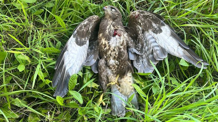 Musvågen blev fundet dræbt i en have nær Otterup på Fyn tilsyneladende af et skud i brystet. Foto: Sussi Hartvig Quist (privatfoto)