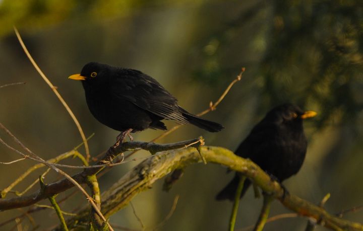 DOF BirdLife modtaget langt over 1.000 indberetninger fra borgere og myndigheder, der har set syge eller døde solsorte. Foto: Jan Skriver.