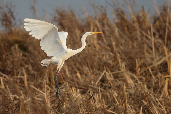 Sølvhejre. Foto: Kent Mossin