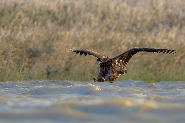 I år er det 19. gang at DOF BirdLife inviterer til Ørnens Dag i det danske vintervejr. Foto: Johan Christian Homann.