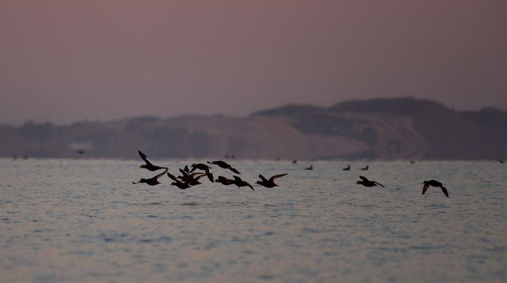 Fløjlsænder over Kattegat tæt på land. Foto: Jan Skriver.