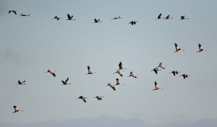 Traneflok indleder deres træk med vrimmel på himlen. Foto: Jan Skriver.