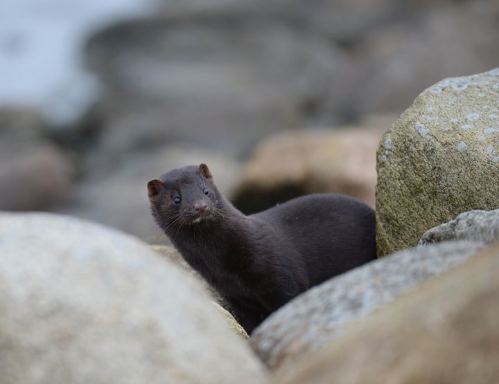 Den nordamerikanske mink er en trussel mod vilde fuglebestande. Foto: Jan Skriver.