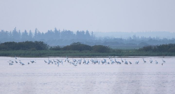 Sølvhejrer i kæmpeflok, Bygholm Nord. Foto: Henrik Haaning Nielsen.