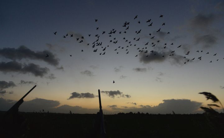 Gåsejagt en tidlig morgen. Foto: Jan Skriver.