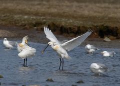 Skestorke og sølvmåger. Foto: Jan Skriver
