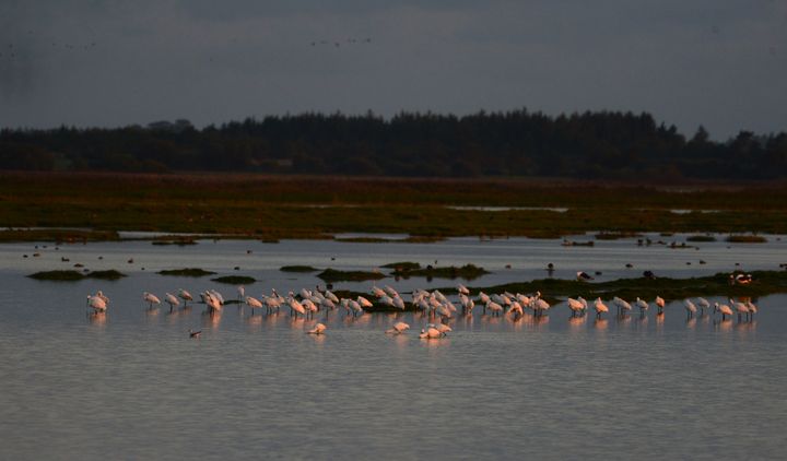Skestorke hviler i dagens første lys efter nattens fouragering. Foto: Jan Skriver.