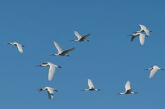 Skestorke i flugt. Foto: Jan Skriver