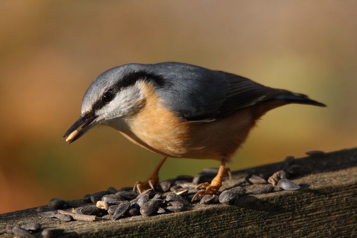 På foderbrættet ses en spætmejse, som de fleste danskere kan have svært ved at bestemme. Få hjælp af DOF's Fuglebog. Foto: Morgens Erik Nielsen.