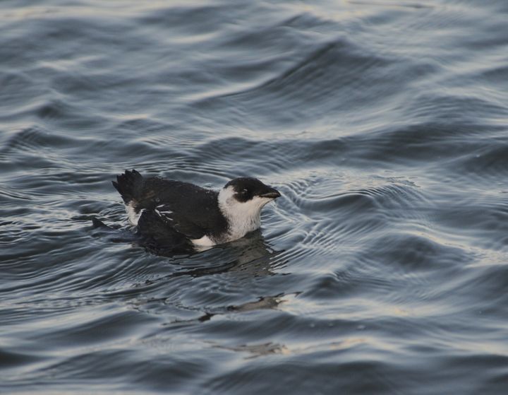 Når først søkonger har fundet vej til vores indre farvande, bliver de gerne, så længe der er mad. Foto: Jan Skriver.